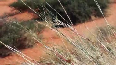 Kum ve Rüzgar Güney Afrika'da Kalahari bölgesinde üfleme otlak