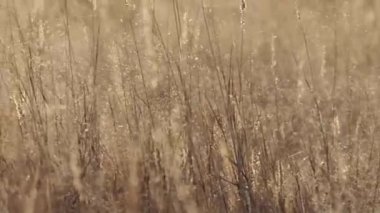 Kum ve Rüzgar Güney Afrika'da Kalahari bölgesinde üfleme otlak