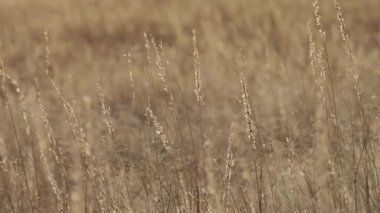 Kum ve Rüzgar Güney Afrika'da Kalahari bölgesinde üfleme otlak