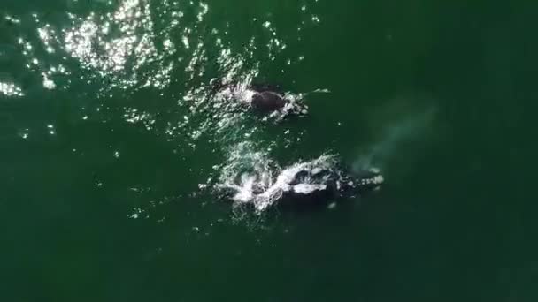 Luchtfoto Van Grote Kleine Walvis Blauwe Zeewater Zonsondergang Tijdig — Stockvideo