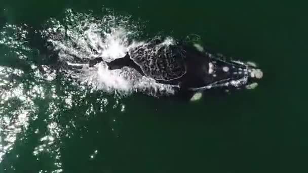 Повітряний Вид Великий Кит Блакитній Морській Воді Під Час Заходу — стокове відео