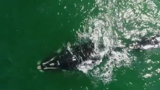 Vue Aérienne Grande Baleine Dans Eau Mer Bleue Coucher Soleil — Video