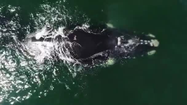 日落时分蓝海水中的大鲸鱼鸟瞰图 — 图库视频影像