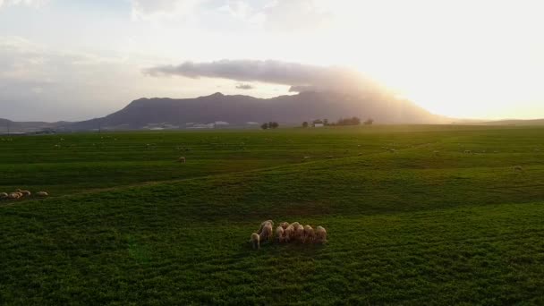 Luftaufnahme Von Schafen Die Sich Bei Sonnenuntergang Auf Der Grünen — Stockvideo