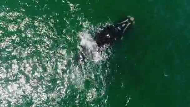 Αεροφωτογραφία Του Μεγάλη Και Μικρή Φάλαινα Στο Μπλε Θάλασσα Στο — Αρχείο Βίντεο