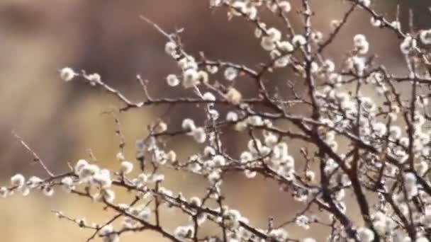 南アフリカ共和国のカラハリ砂漠地域のとげの薮のクローズ アップ — ストック動画