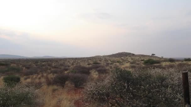 Blick Auf Die Getrocknete Wiese Bei Sonnenuntergang — Stockvideo