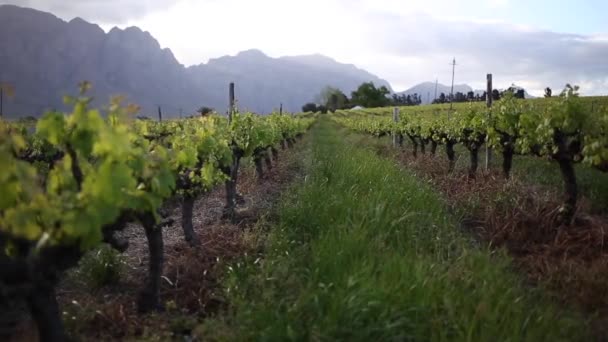 Närbild Bilder Vingårdar Dagtid Druvor Hexriver Valley Sydafrika — Stockvideo