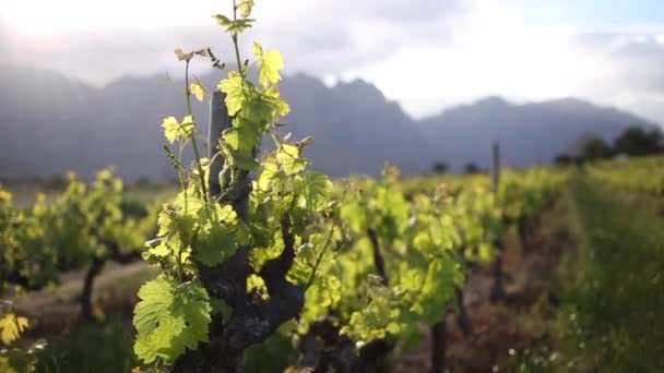 Detailní Záběry Vinic Dne Hrozny Hexriver Údolí Jižní Africe — Stock video