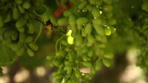昼間のブドウ畑のクローズ アップ映像 南アフリカ共和国の Hexriver 渓谷のブドウ — ストック動画