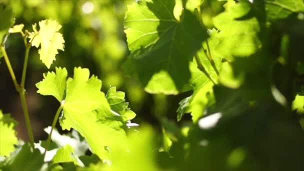 Primer Plano Los Viñedos Durante Día Uvas Valle Del Hexriver — Vídeo de stock