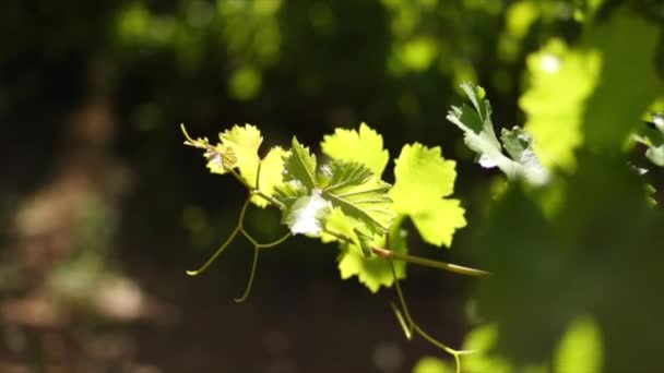 Closeup Footage Vineyards Daytime Grapes Hexriver Valley South Africa — Stock Video