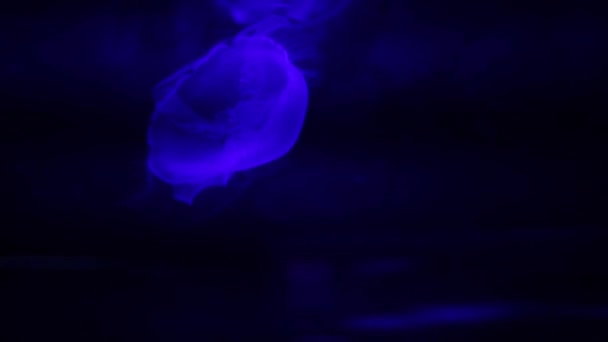 Primo Piano Filmato Meduse Lunari Nuotare Sotto Luci Blu Acquario — Video Stock