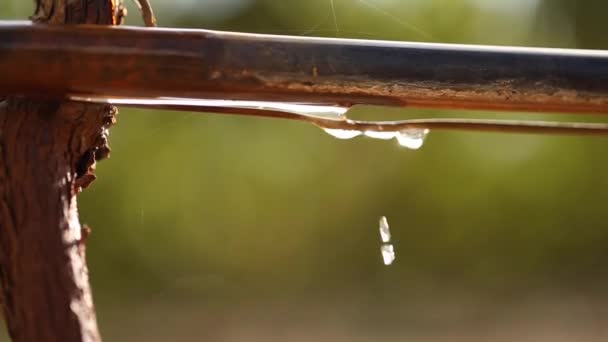 Primo Piano Video Gocciolamento Dell Acqua Dal Sistema Irrigazione Goccia — Video Stock