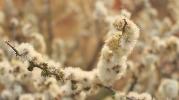 Close Van Een Struik Van Doorn Kalahari Regio Van Zuid — Stockvideo