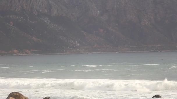 在南非 Kogelbay 海洋中游泳的海豚荚 — 图库视频影像