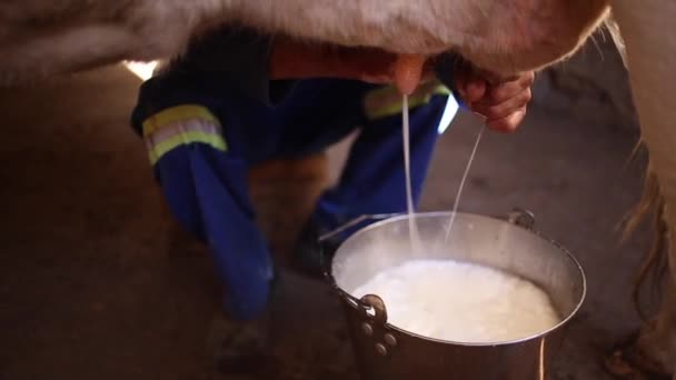 Imagens Perto Vaca Sendo Ordenhada Por Mãos Masculinas Balde Fazenda — Vídeo de Stock