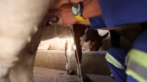 南アフリカ共和国の牧場にバケツに男性の手で搾乳される牛のクローズ アップ映像 — ストック動画