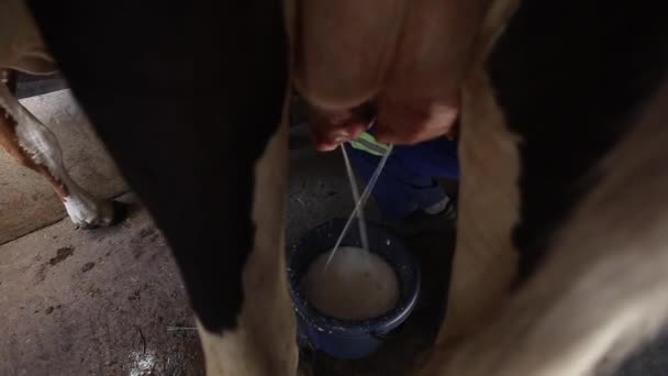 Close Beelden Van Koe Wordt Gemolken Door Mannelijke Handen Emmer — Stockvideo