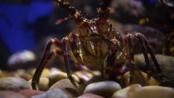 Close Beelden Van Cape Rock Kreeft Aquarium — Stockvideo