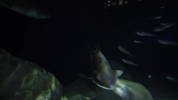 Sandtiger 鲨鱼或 Raggedtooth 鲨鱼在水族馆游泳的特写镜头 — 图库视频影像