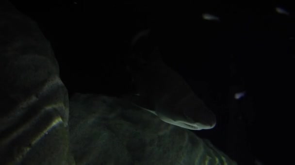 Sandtiger サメや水族館で泳いで Raggedtooth サメのクローズ アップ映像 — ストック動画