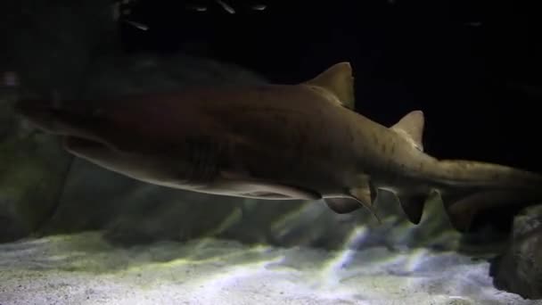 Närbild Bilder Sandtiger Hajar Eller Raggedtooth Hajar Simmar Akvarium — Stockvideo