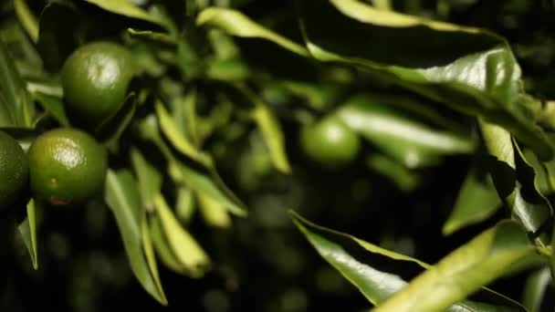 Unga Citrusfrukter Som Hänger Trädet Citrus Orchard Dagtid — Stockvideo