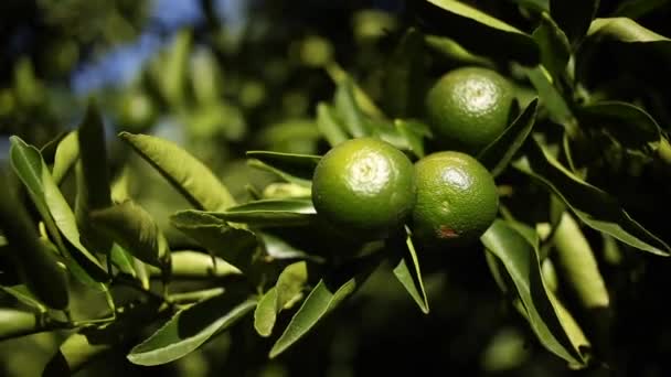 Junge Zitrusfrüchte Hängen Tagsüber Baum Zitrusgarten — Stockvideo