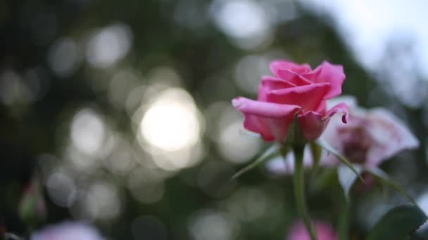 Close Van Mooie Rozen Met Bokeh Zon Flare Overdag — Stockvideo