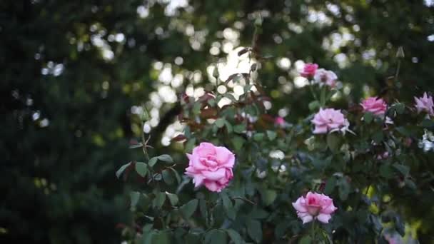 Primer Plano Hermosas Rosas Con Bokeh Destellos Sol Durante Día — Vídeo de stock