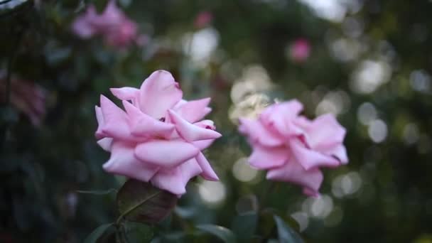 散景和太阳耀斑的美丽玫瑰特写在白天 — 图库视频影像
