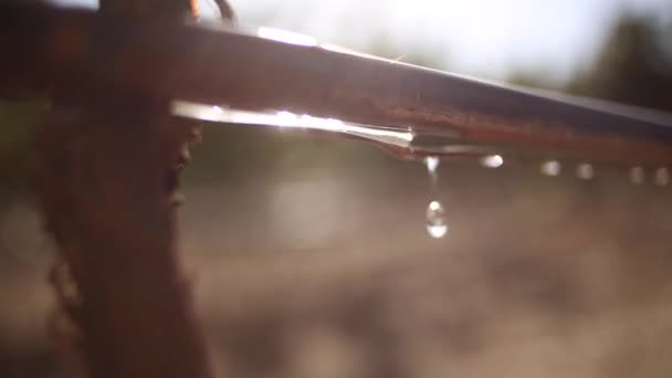 Närbild Video Vatten Droppande Från Droppbevattningssystem Vingården — Stockvideo