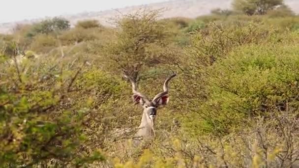 Gros plan sur l'antilope sauvage dans la région du kalahari en Afrique du Sud 