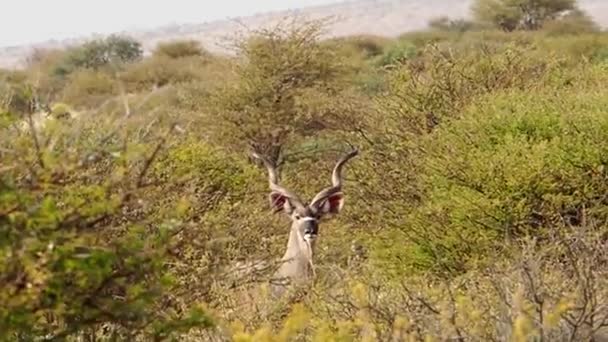 Güney Afrika Kalahari Bölgesinde Vahşi Antilop Close — Stok video