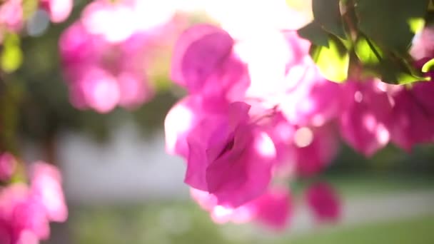 Close Video Van Bouganvilla Bloemen Met Mooie Achtergrondlicht — Stockvideo