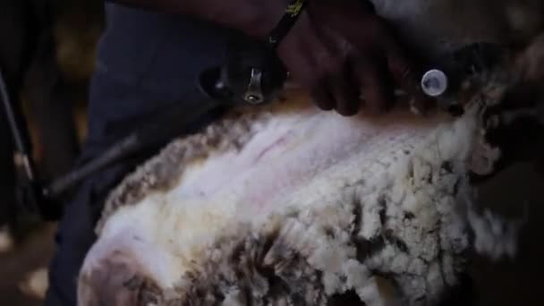 Szczegół Wideo Owiec Jest Sheered — Wideo stockowe