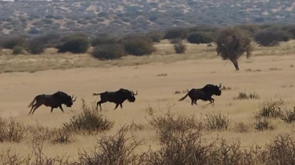 Black wildebeests running on grass plains of Kalahari in South Africa