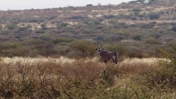 Toro Solitario Gemsbuck Pie Kalahari Savanna Sudáfrica — Vídeo de stock