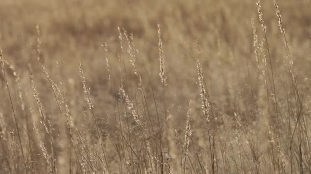 砂と南アフリカ共和国のカラハリ砂漠地域の風の吹く草原 — ストック動画