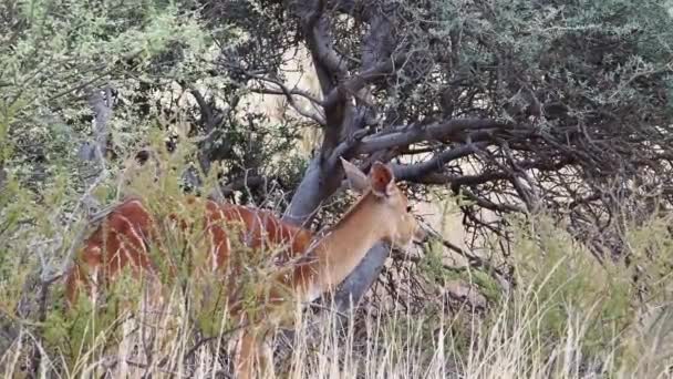 Μήκος Πόδηα Closeup Των Nyala Προβατίνες Τρέφονται Πινέλο Στο Καλαχάρι — Αρχείο Βίντεο