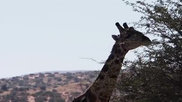 Nahaufnahmen Von Giraffen Den Savannenebenen Der Kalahari Südafrika — Stockvideo