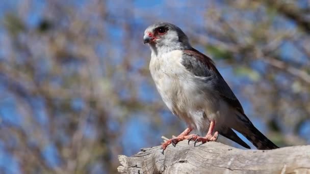 Vidéo Rapprochée Faucon Pygmée Volant Perche Jour — Video