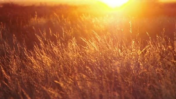 Sand Grassland Blowing Wind Kalahari Region South Africa — Stock Video