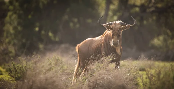 Zblízka Obraz Golden Wildebeest Přírodní Rezervaci Jižní Africe — Stock fotografie