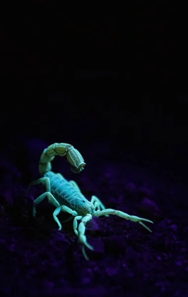 Close Image Poisonous Scorpion Glowing Light Night — Stock Photo, Image