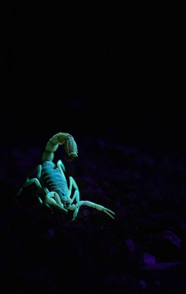 Nahaufnahme Eines Giftigen Skorpions Der Nachts Unter Einem Licht Glüht — Stockfoto