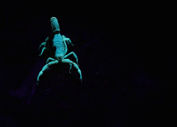 Közelkép Egy Mérgező Skorpióról Aki Világít Fény Alatt Éjszaka — Stock Fotó