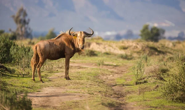 Imagem Perto Gnu Dourado Numa Reserva Natural África Sul — Fotografia de Stock