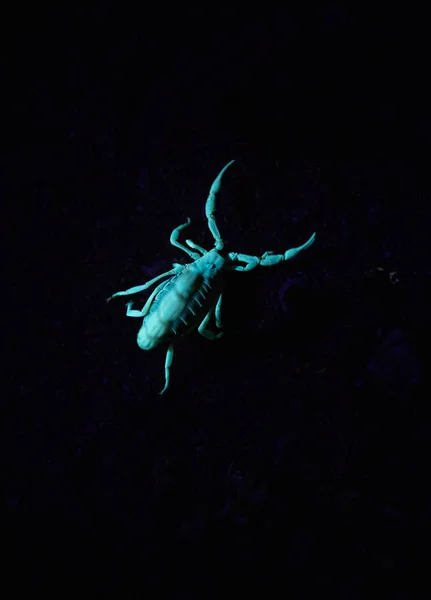 Image Rapprochée Scorpion Toxique Luisant Sous Une Lumière Nuit — Photo